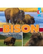 Bison