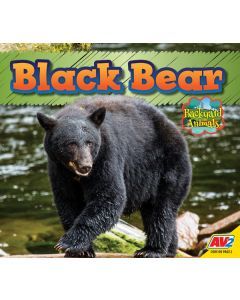 Black Bear